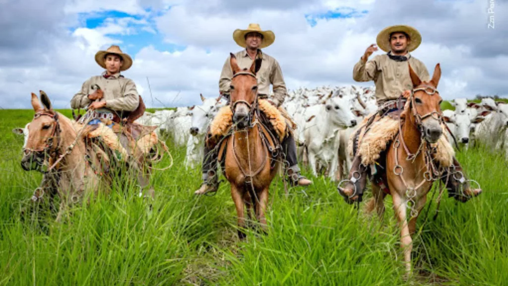 Peões na condução do gado na fazenda. Foto: Divulgação