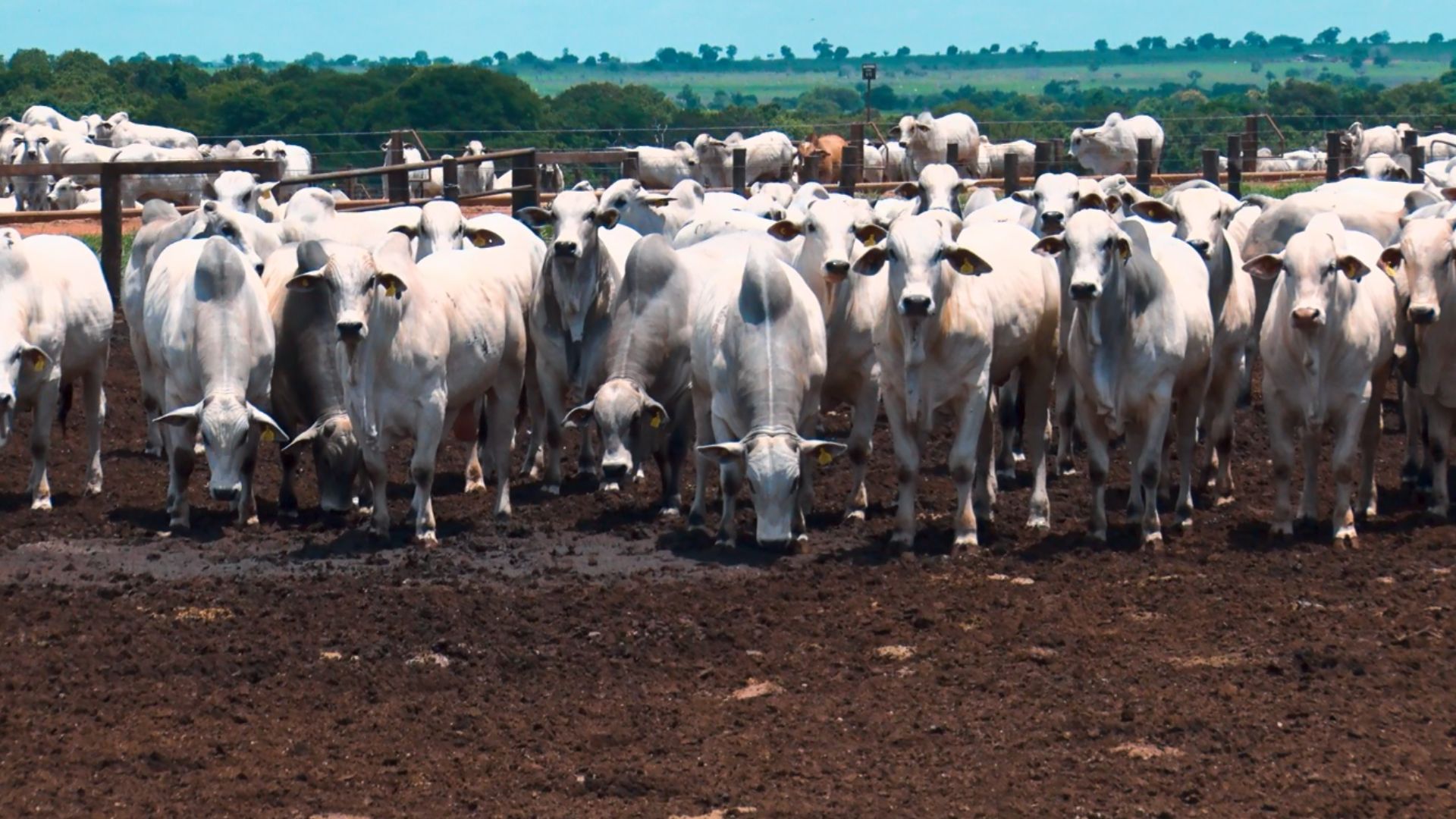 Boi China: entenda porque ele é o grande motor da pecuária e das exportações de carne