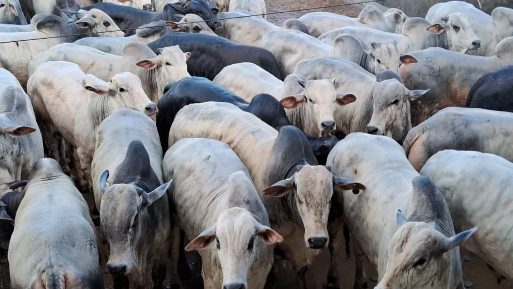 Pecuarista baiano turbina o cocho e faz boiada ultrapassar 21@