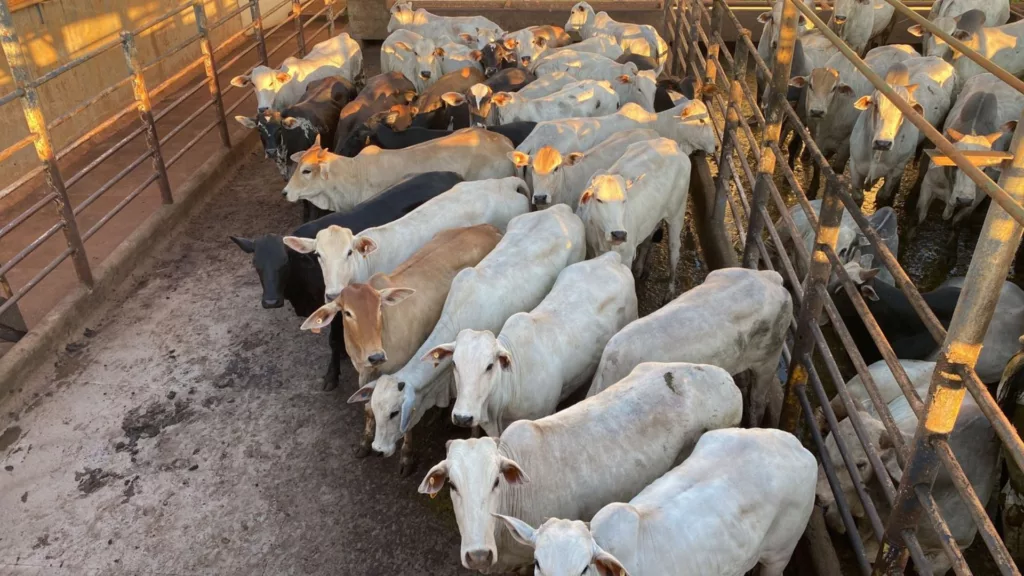 Detalhe do lote de novilhas da fazenda. Foto: Divulgação