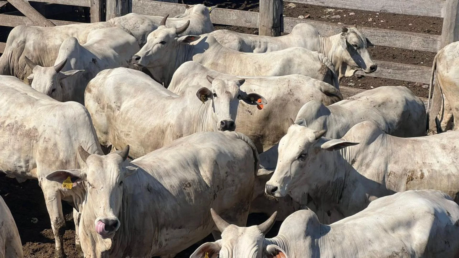 Pantanal: superlote de 400 fêmeas tem bônus de quase R$ 46 mil em MS