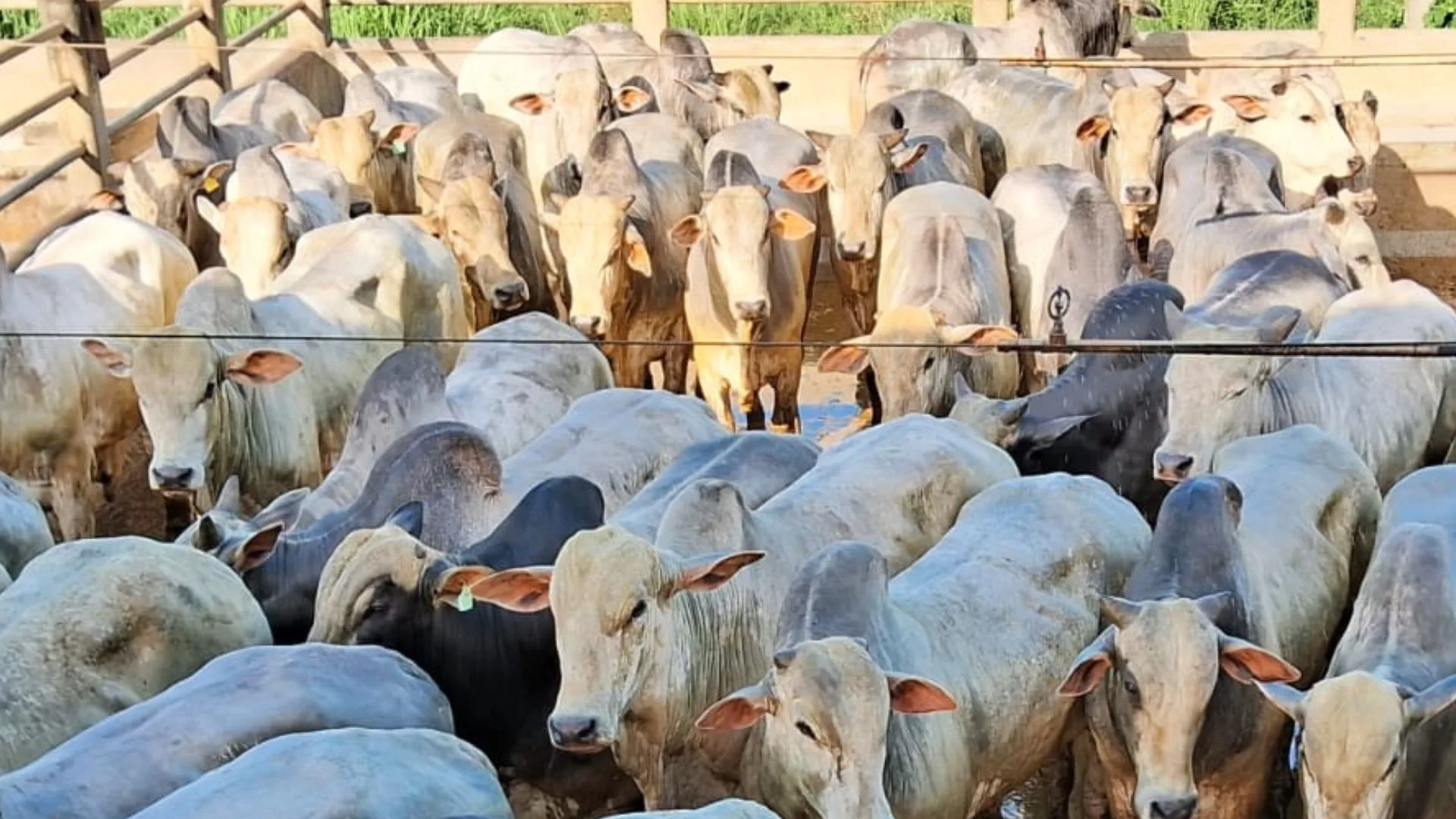 Tocantins: boiada confinada e bem acabada chega a 20@