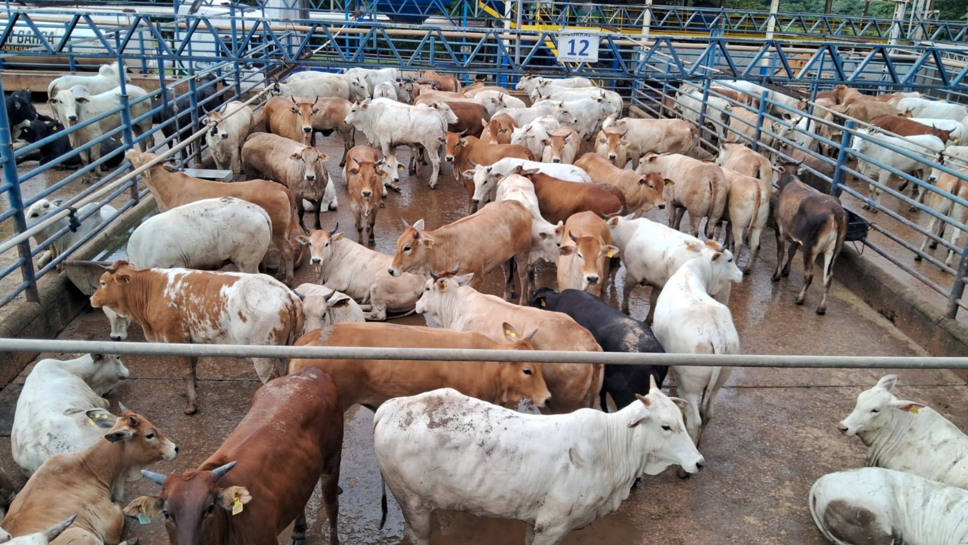 Rubia Gallega: novilhas de raça espanhola com fama de carne mais macia é destaque em MT