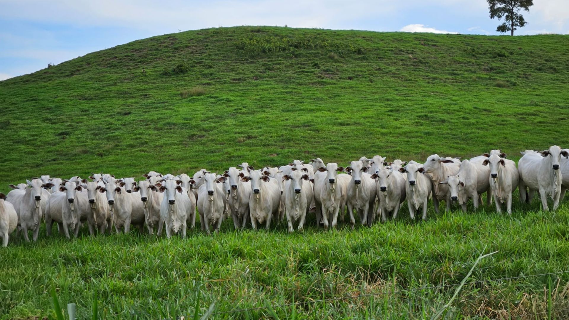 Pasto de alta qualidade e suplementação são trunfo para boiada com quase 21@ no Pará