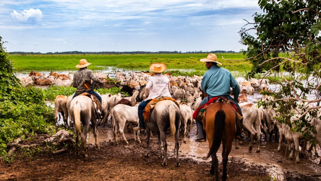 Os 5 passos da pecuária lucrativa: especialista revela como produzir mais @ por hectare