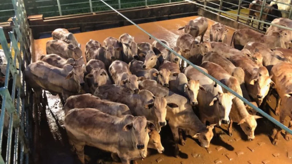 Novilhas com excelente acabamento são destaque no interior de Mato Grosso