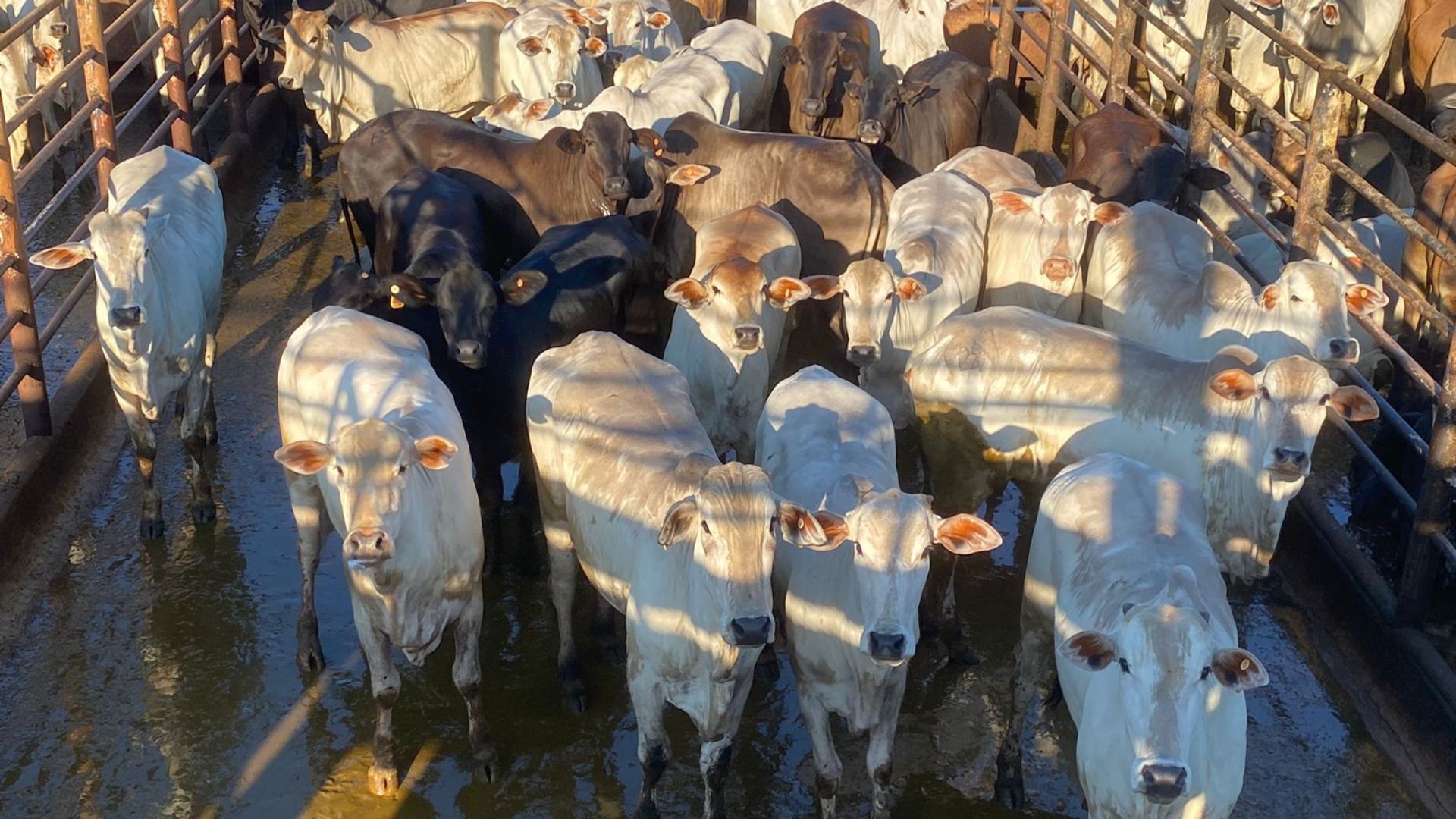 Minas Gerais: pasto e suplementação são diferencial em gadão de qualidade