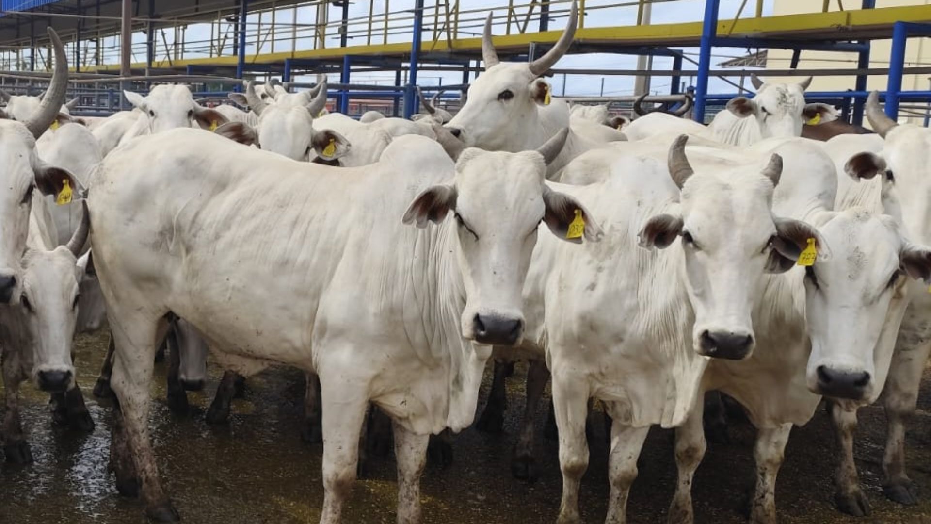 Vacada top cumpre o papel na produção de bezerros e garante mais renda a pecuarista de MT