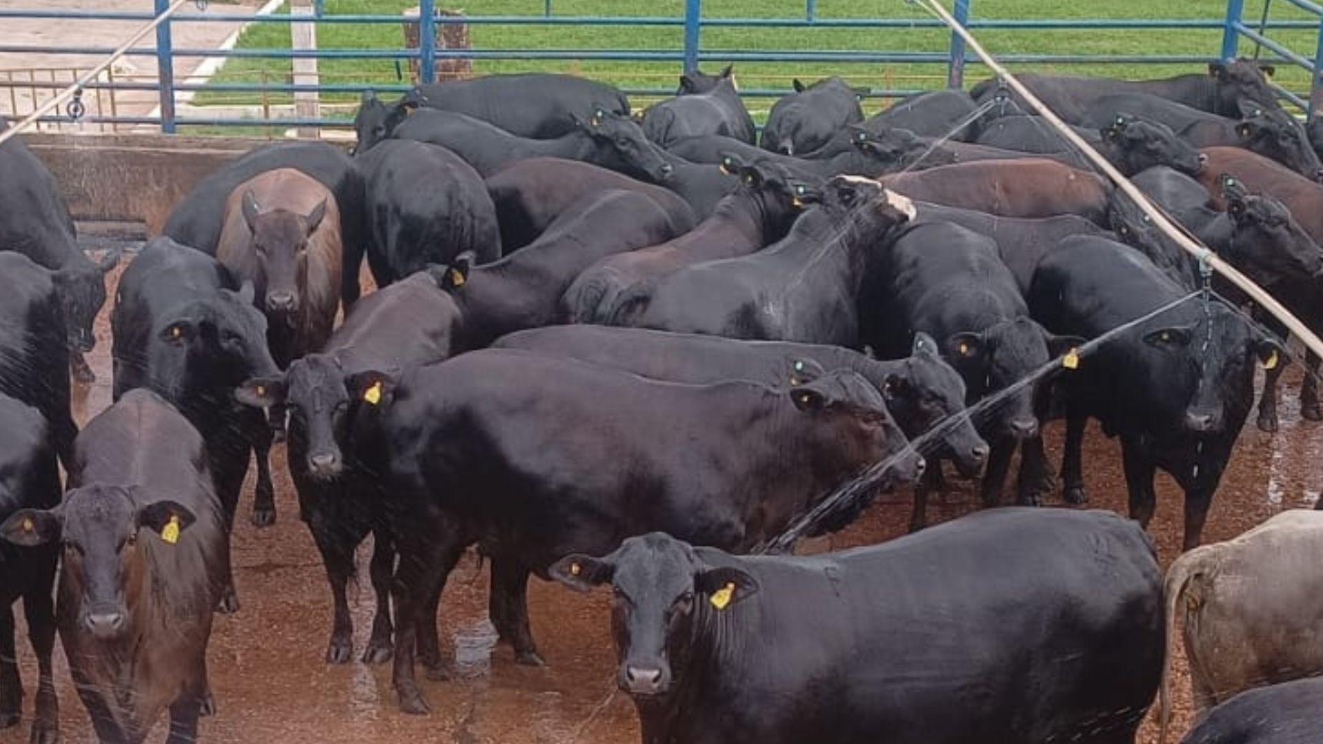 Angus pesado, sô! Novilhas “zero dentes” passam de 18@ no interior de Mato Grosso