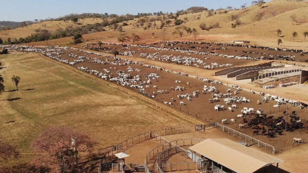 Grupo do Boi: pecuaristas de Goiás se unem em prol do gado de alta qualidade