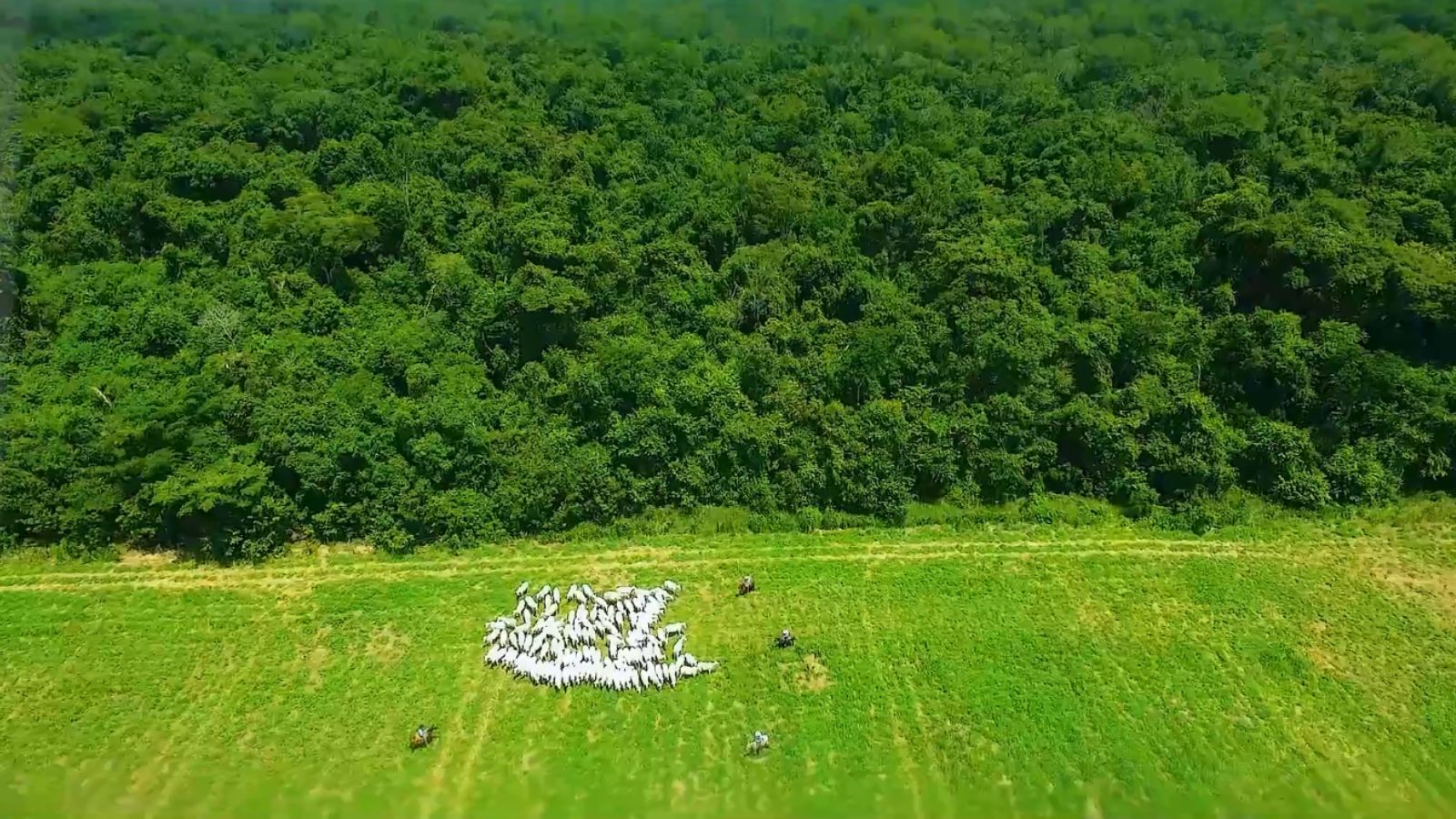 Sete de dez fazendas de gado no Brasil têm modelo de baixo impacto ambiental, revela estudo inédito