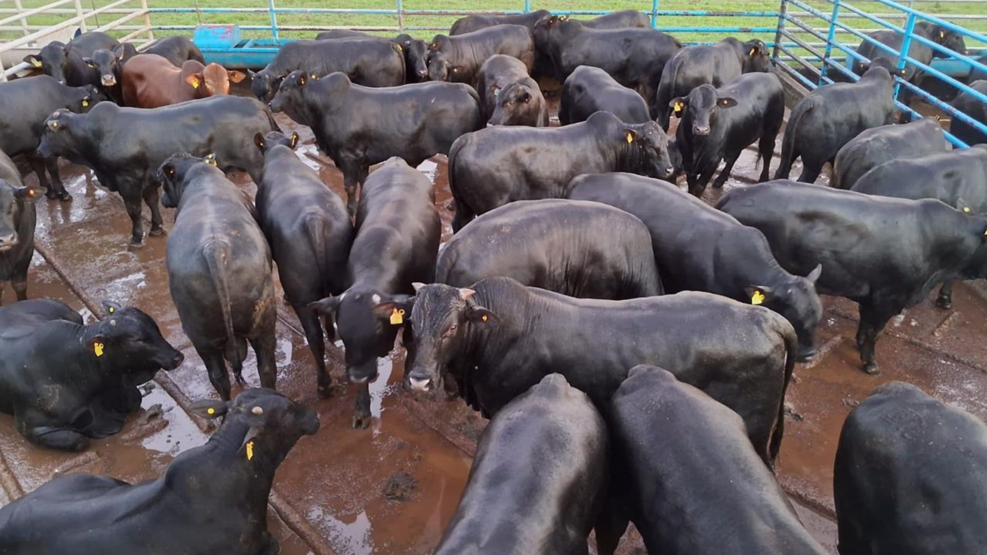 Angus na TIP: boiada bem acabada de até quatro dentes chega a 22@ e ainda leva bônus