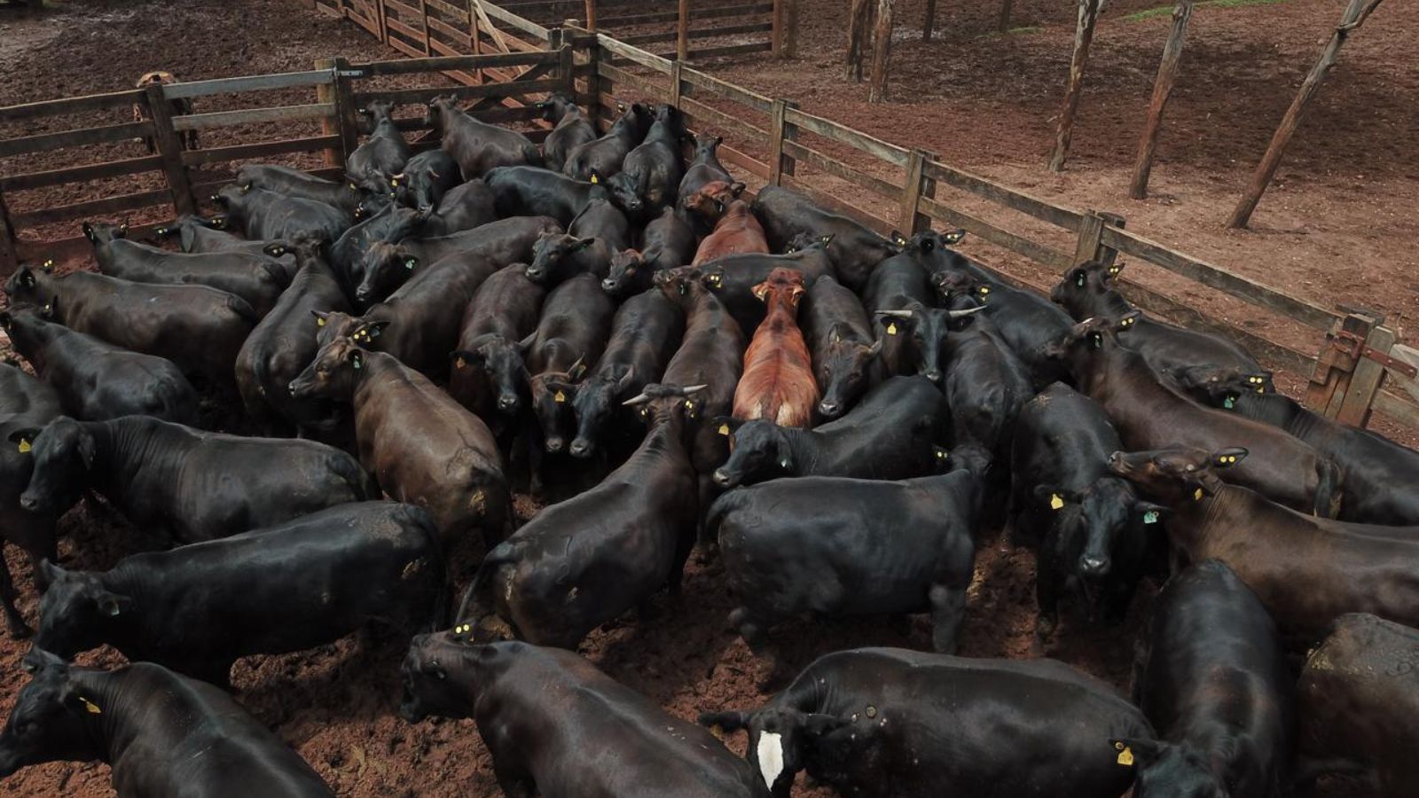 Aberdeen Angus: novilhada “fora do comum” com até dois dentes surpreende com quase 21@!