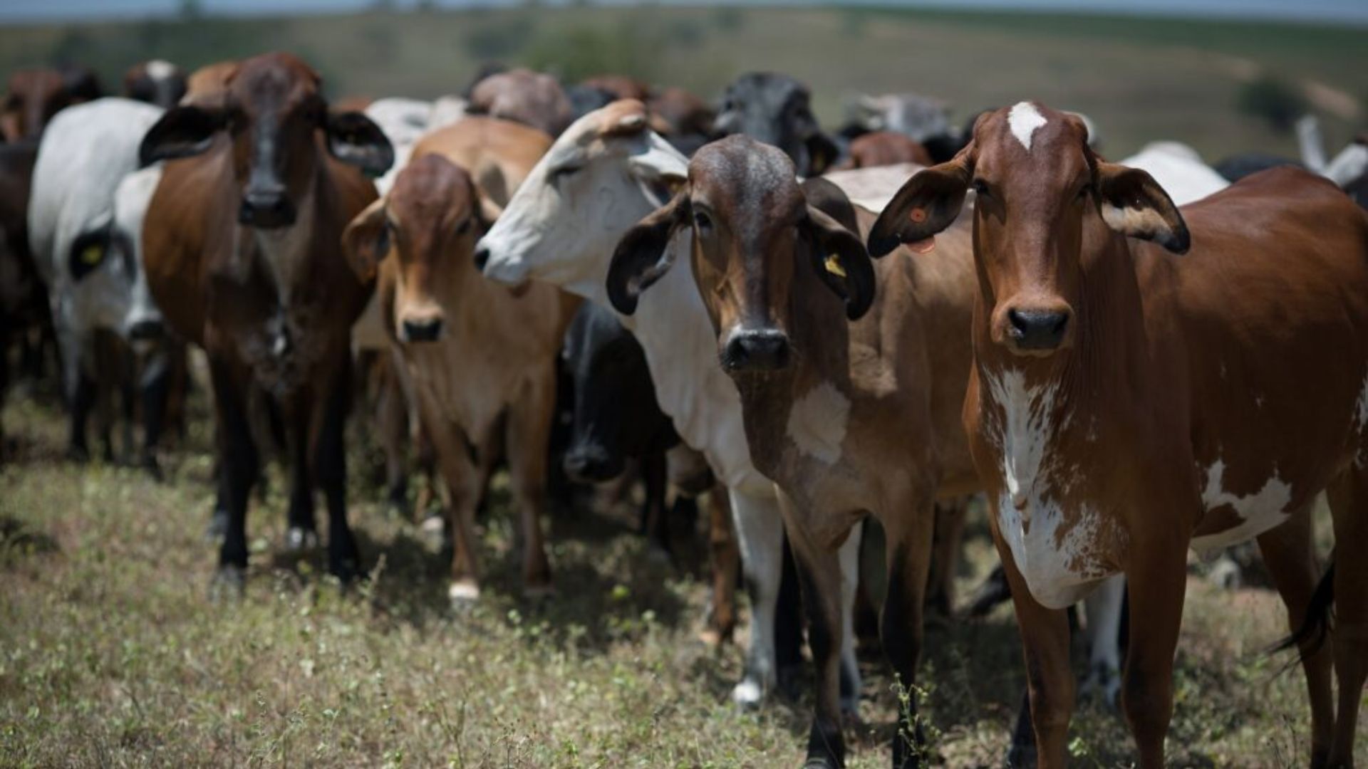 Goiás vacina 99% do rebanho contra raiva e anuncia novas estratégias para 2025