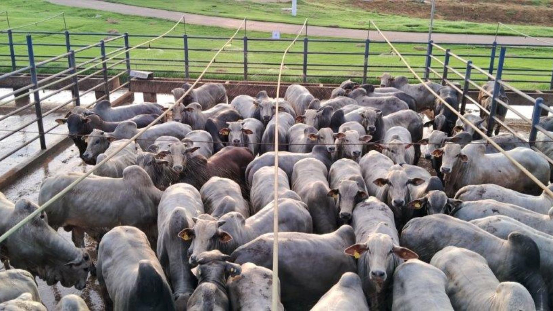 Mais de 500 bois rastreados! Gadão jovem chega a 20@ com menos de 30 meses de idade