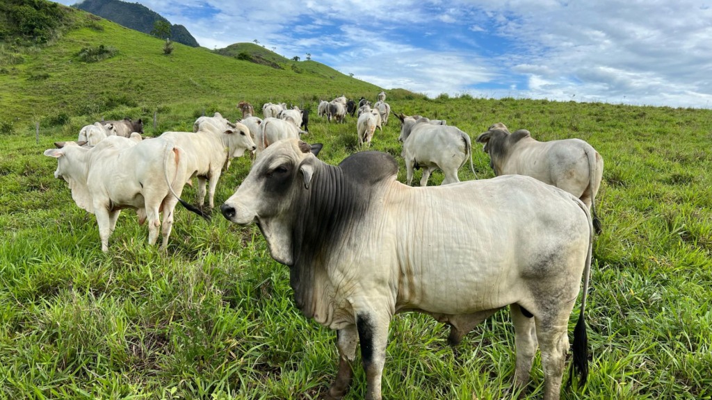 Lucro máximo no pasto: estes indicadores aceleram os resultados com o gado