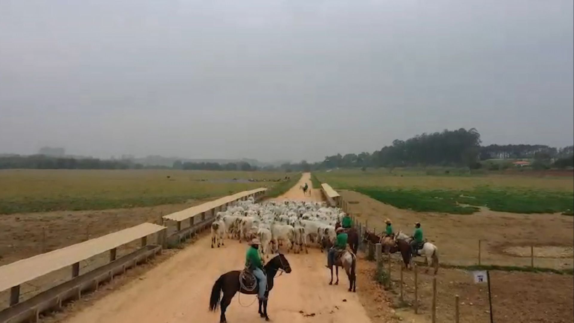 Recria intensiva a pasto (RIP): não cometa estes erros! Eles drenam o lucro da fazenda