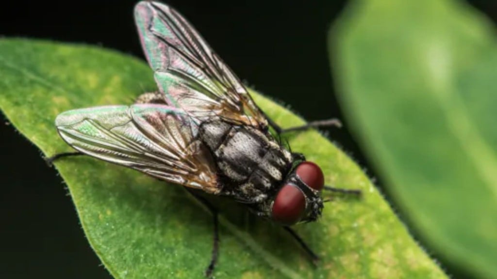 Mosca doméstica causa mais de 200 doenças que afetam bovinos e homem