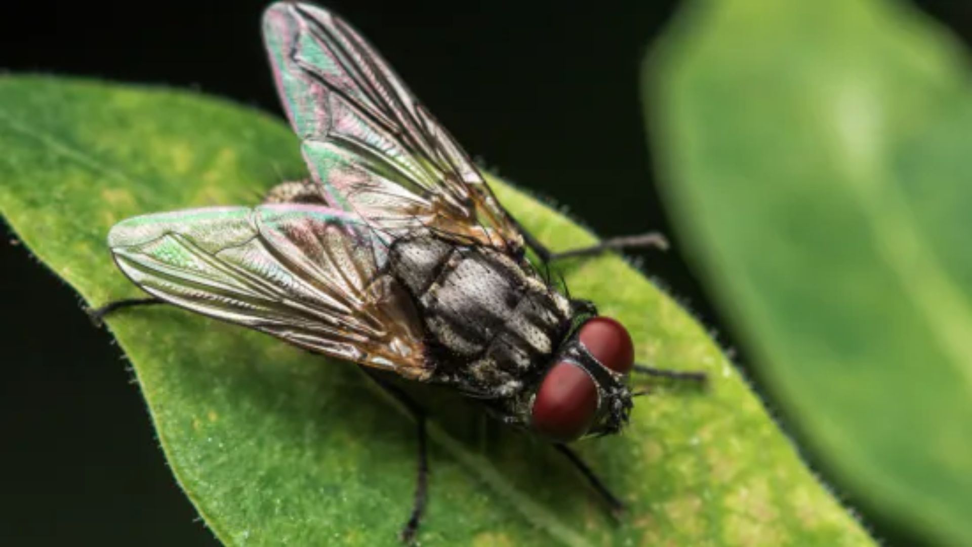 Mosca doméstica causa mais de 200 doenças que afetam bovinos e homem