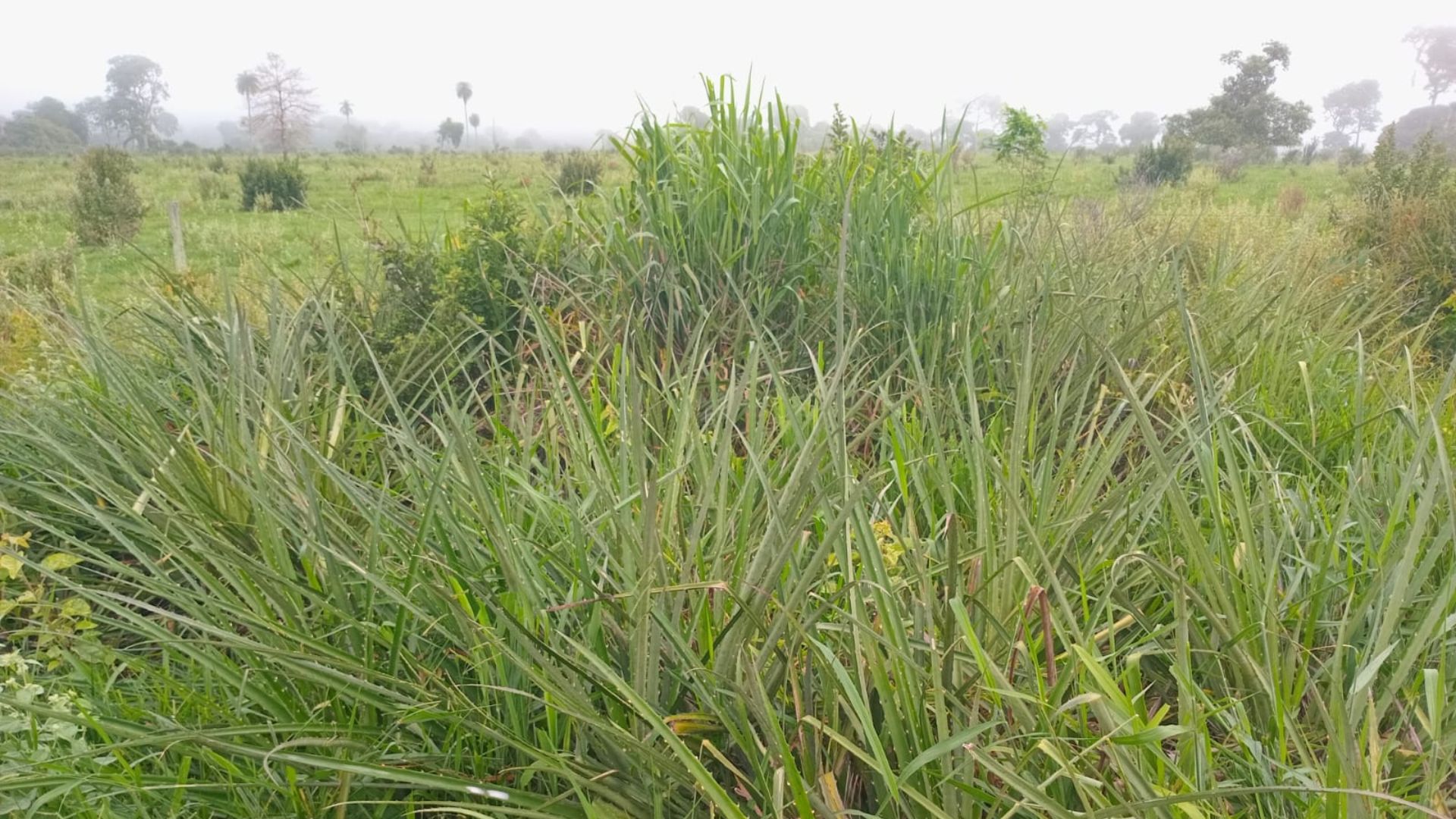 Caraguatá: planta daninha espinhosa pode ser eliminada dos pastos. Saiba como