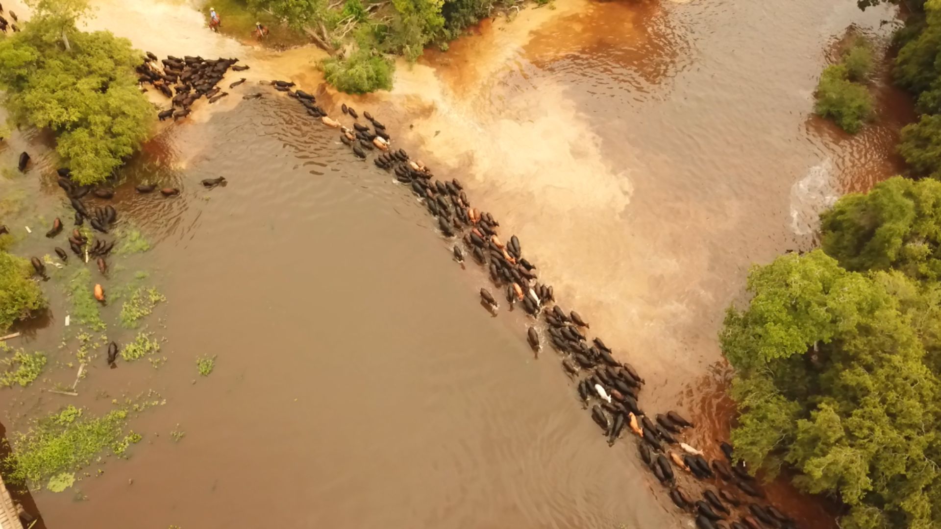 Comitiva pantaneira inédita: as histórias do peão boiadeiro por trás do transporte de gado Brangus