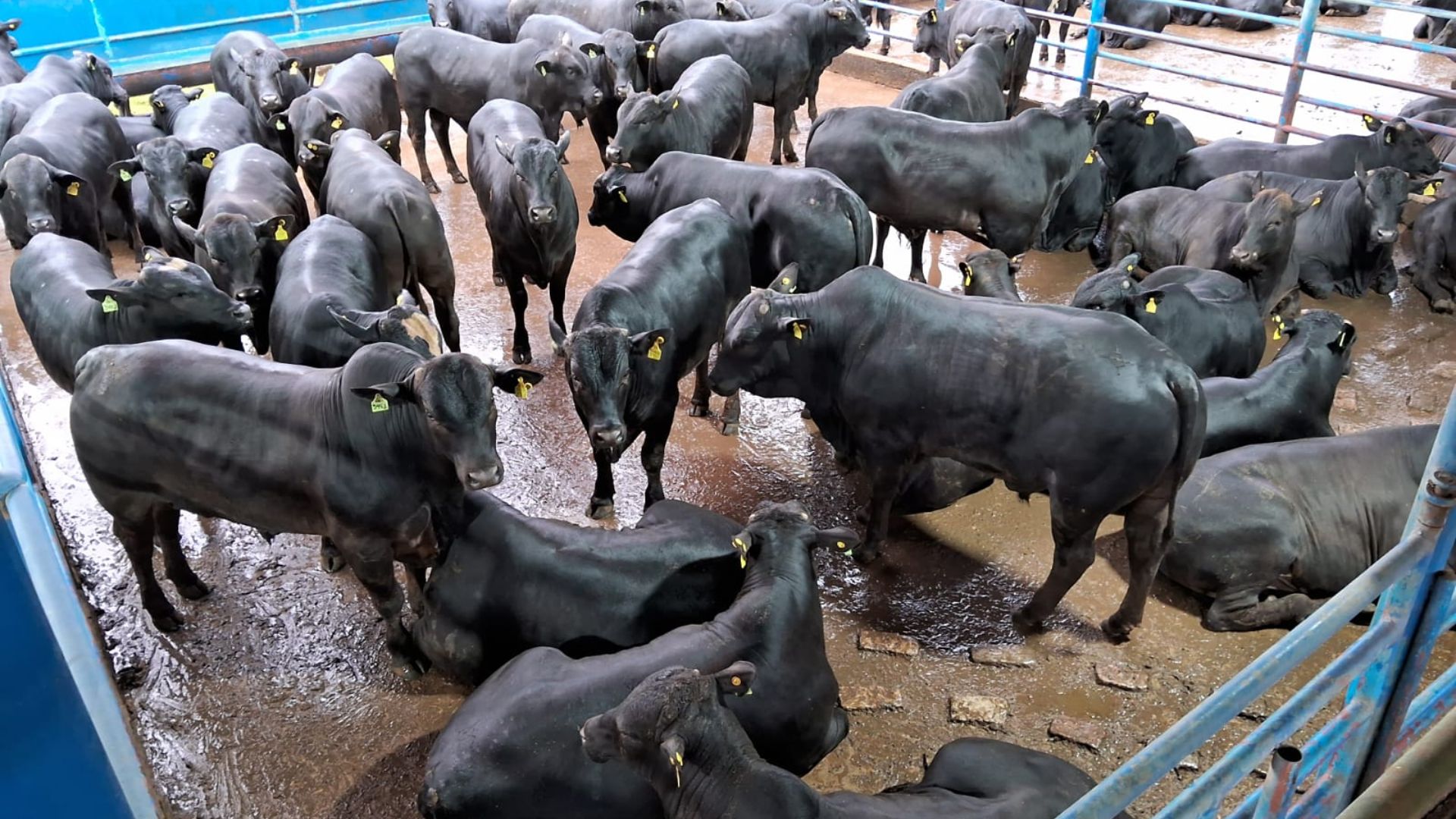 Boi gordo Angus confinado: gadão de sobreano chega a 22 arrobas em SP