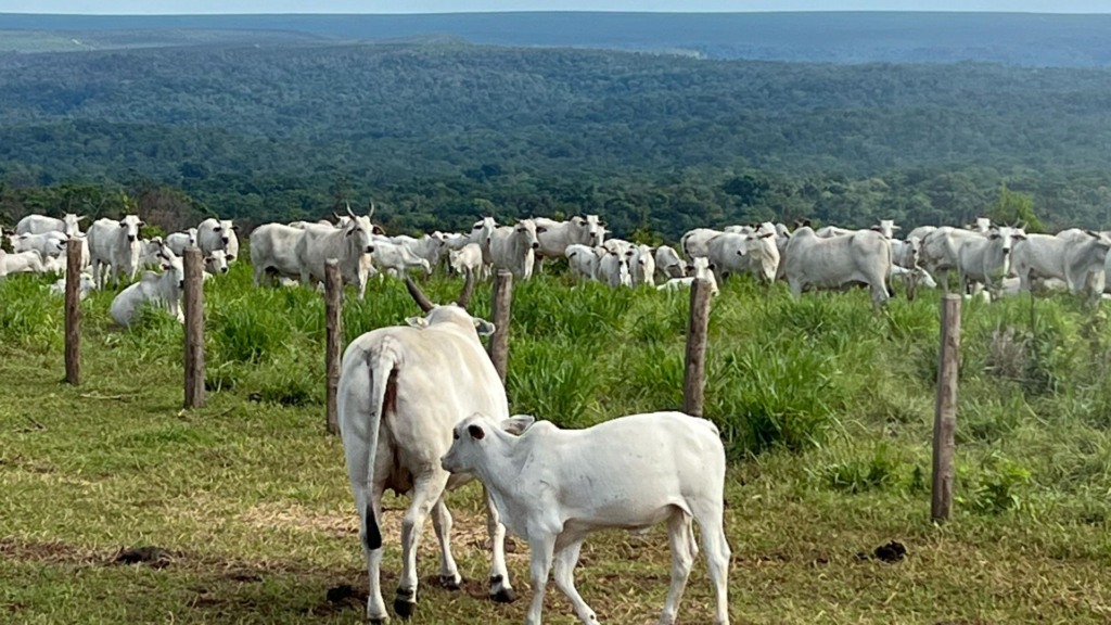 Fazenda de cria: conheça os indicadores essenciais para aumentar a produção de bezerros
