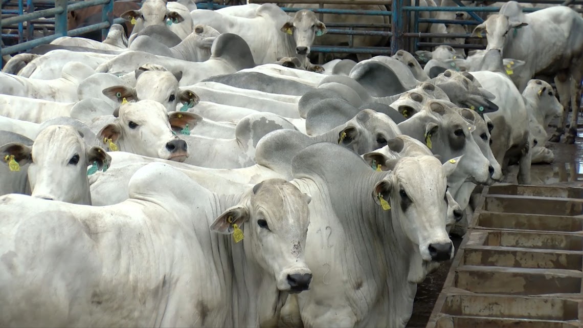 Abate de bovinos cresce em Mato Grosso após cinco meses de queda