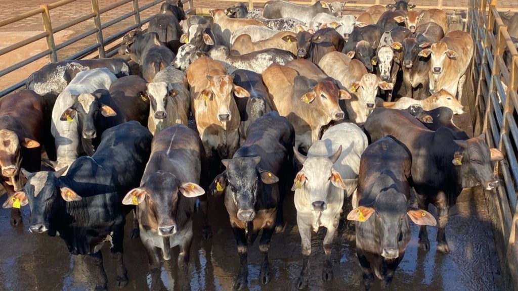 Boiada “choqueada” com mais de 20 arrobas é destaque no interior de Minas