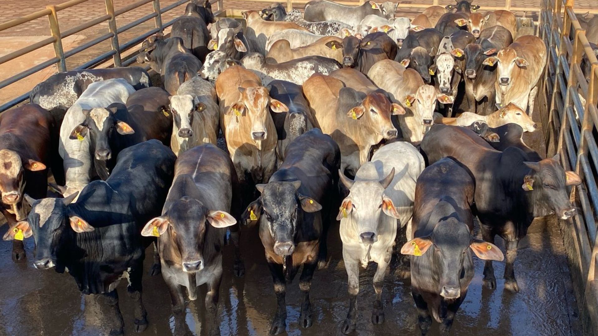 Boiada “choqueada” com mais de 20 arrobas é destaque no interior de Minas