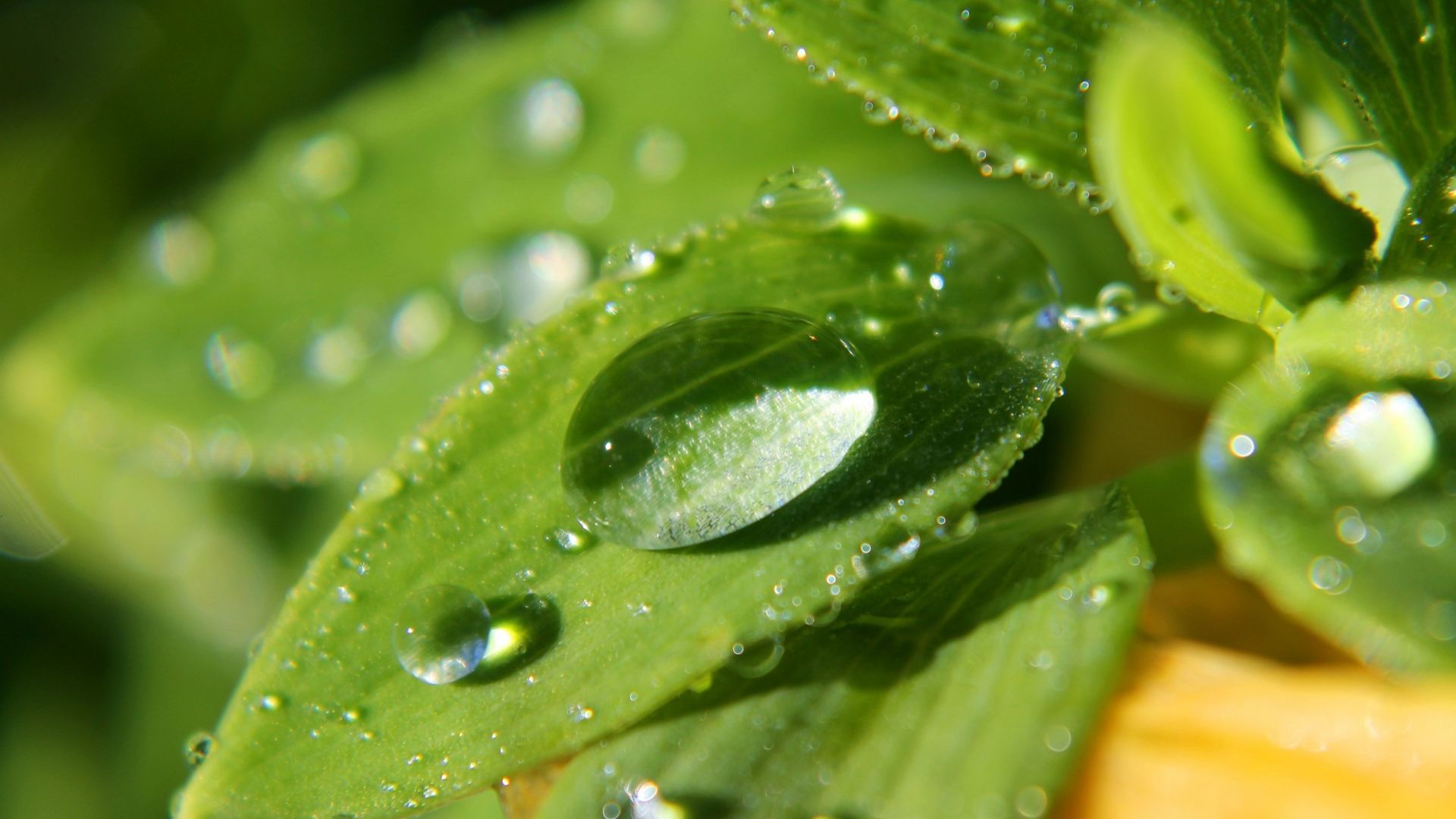 Chuvas voltam ao Sudeste: até 50 mm previstos em MG e SP; Norte segue com temporais!