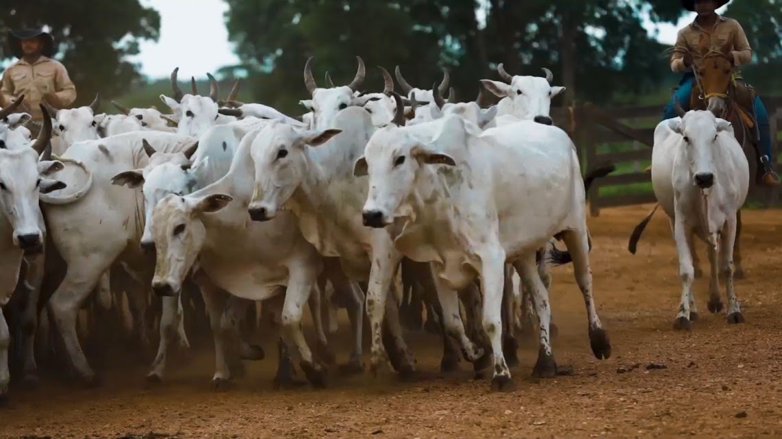 Encorte 2025 agora é na estrada! Evento vira expedição e mapeará a pecuária de corte no Nordeste