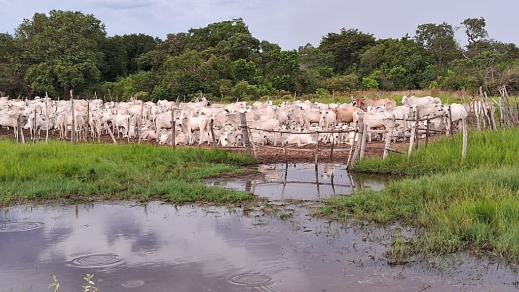 Vacada pantaneira, sustentável e lucrativa! Lote faz pecuarista de MS ganhar bônus de quase R$ 19 mil