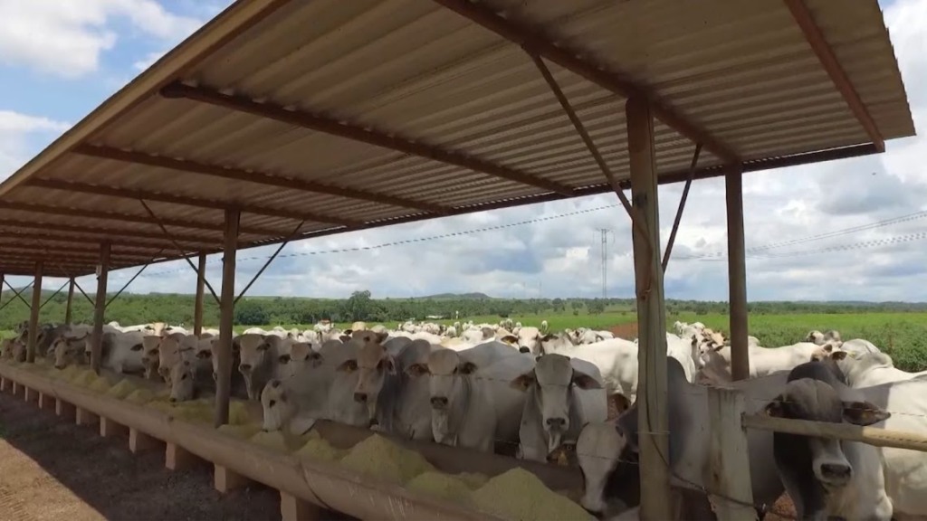 Bovinos engordados na Terminação Intensiva a Pasto (TIP), na Novapec Agropecuária. Foto: Reprodução