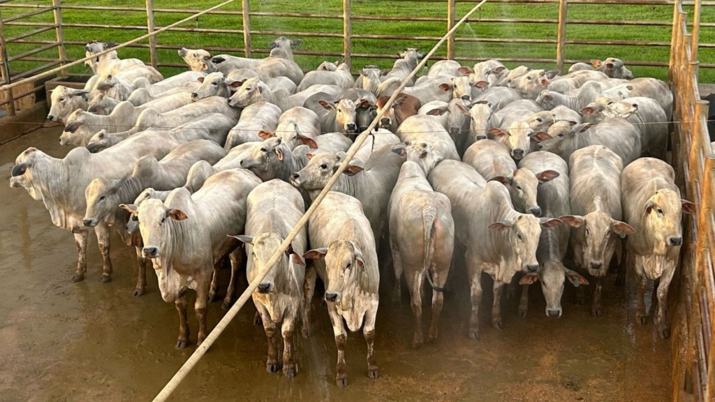 Novilhas com 57% de rendimento de carcaça? Bem-estar animal faz a diferença em fazenda de MT