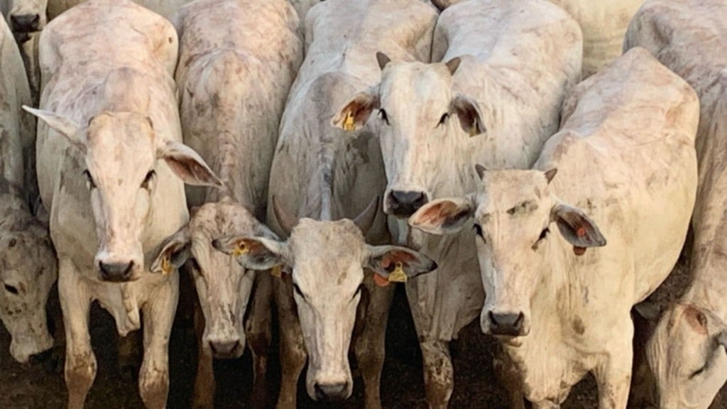 Novilhas Nelore “zero dentes” impressionam por acabamento no Pará