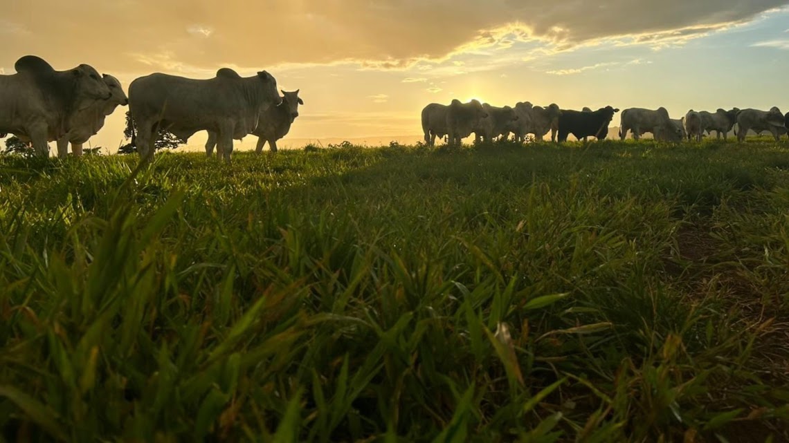 Acrimat em Ação: com 10 bois para cada habitante, MT segue despontando na liderança nacional