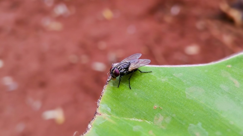 Detalhe da mosca doméstica. Foto: Vishnu Vijayan/Pixabay