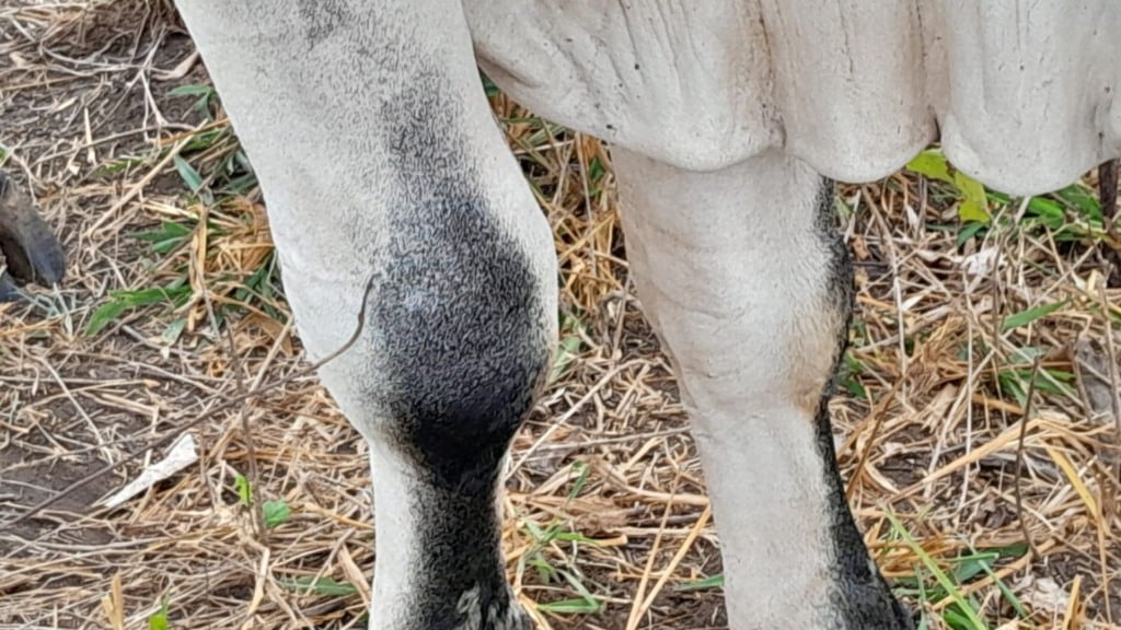 Inchaço na perna do gado: veterinário orienta sobre causas e tratamentos eficazes