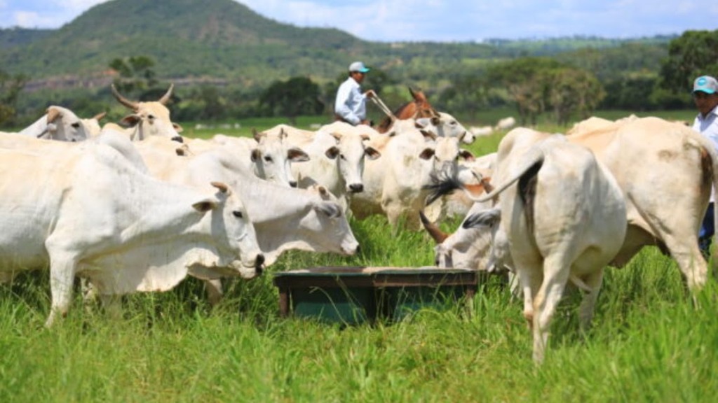 Estas três dietas são infalíveis para turbinar a produtividade do gado no período das águas!