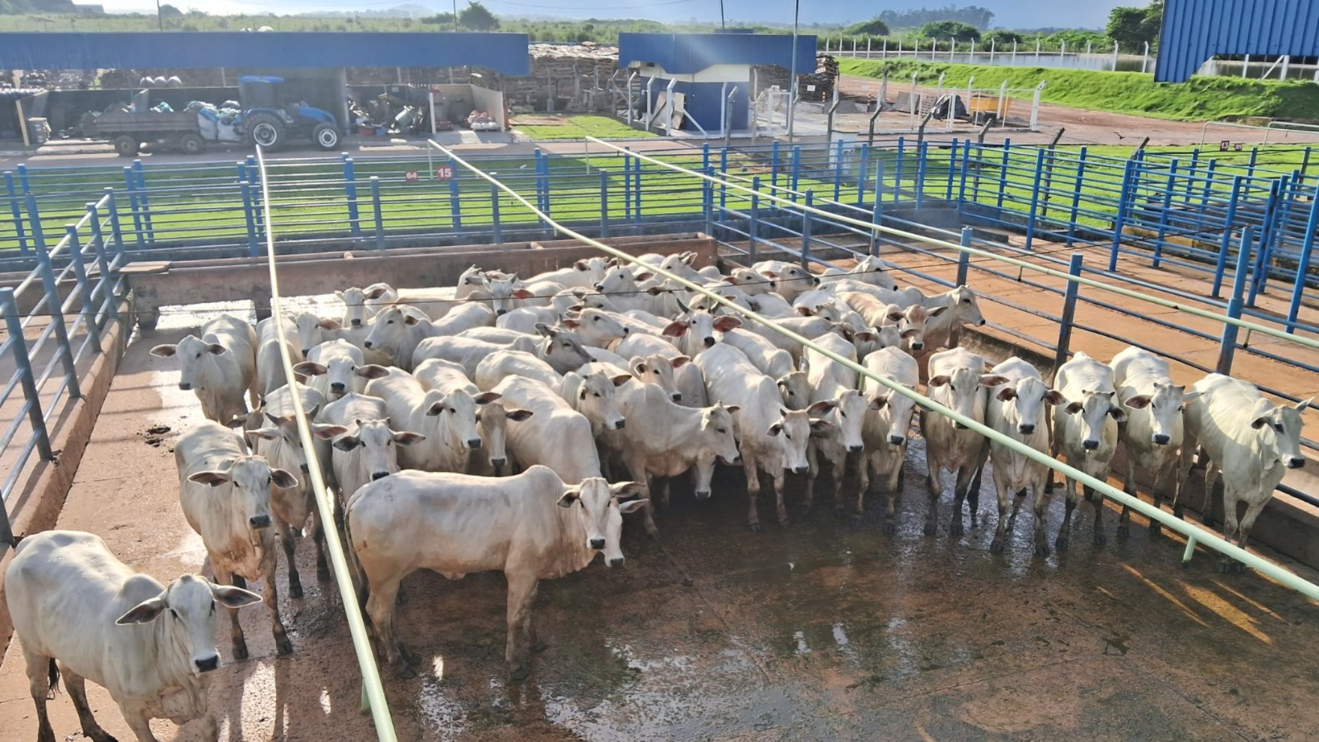 Nelore: pecuarista mato-grossense investe em genética e garante novilhas cabeceiras