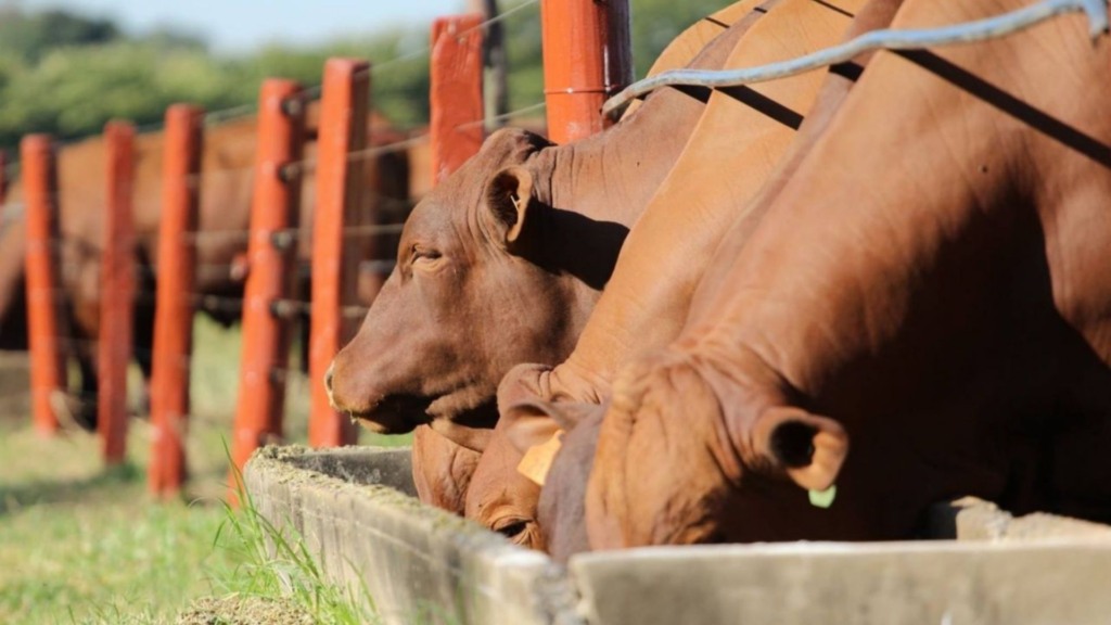 Bovinos em área de cocho se alimentando. Foto: Divulgação