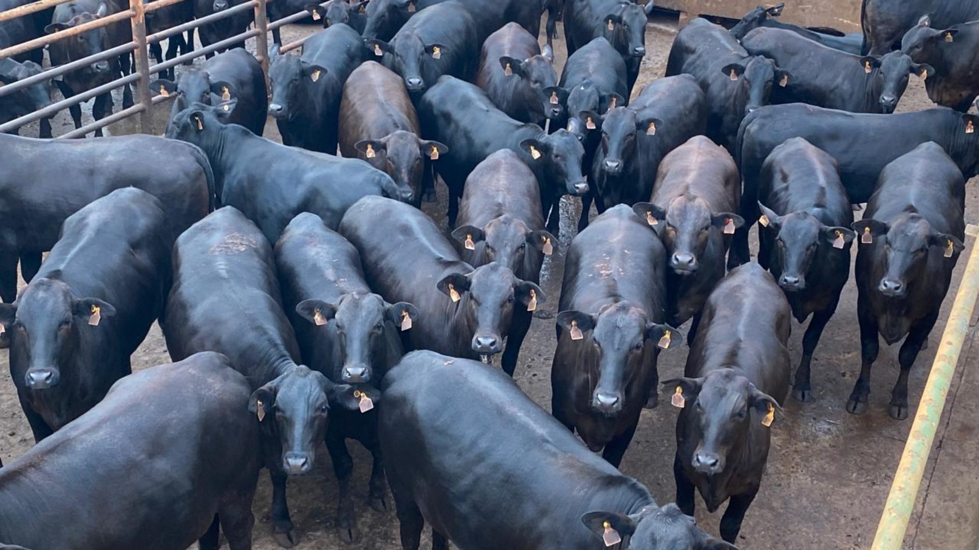 Novilhas Angus “zero dentes” impressionam por acabamento top em Minas Gerais