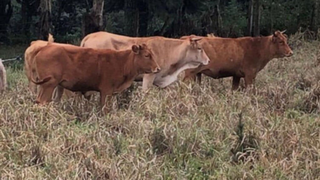 Lote de novilhas F1 Caracu e Canchim em área de pasto. Foto: Divulgação