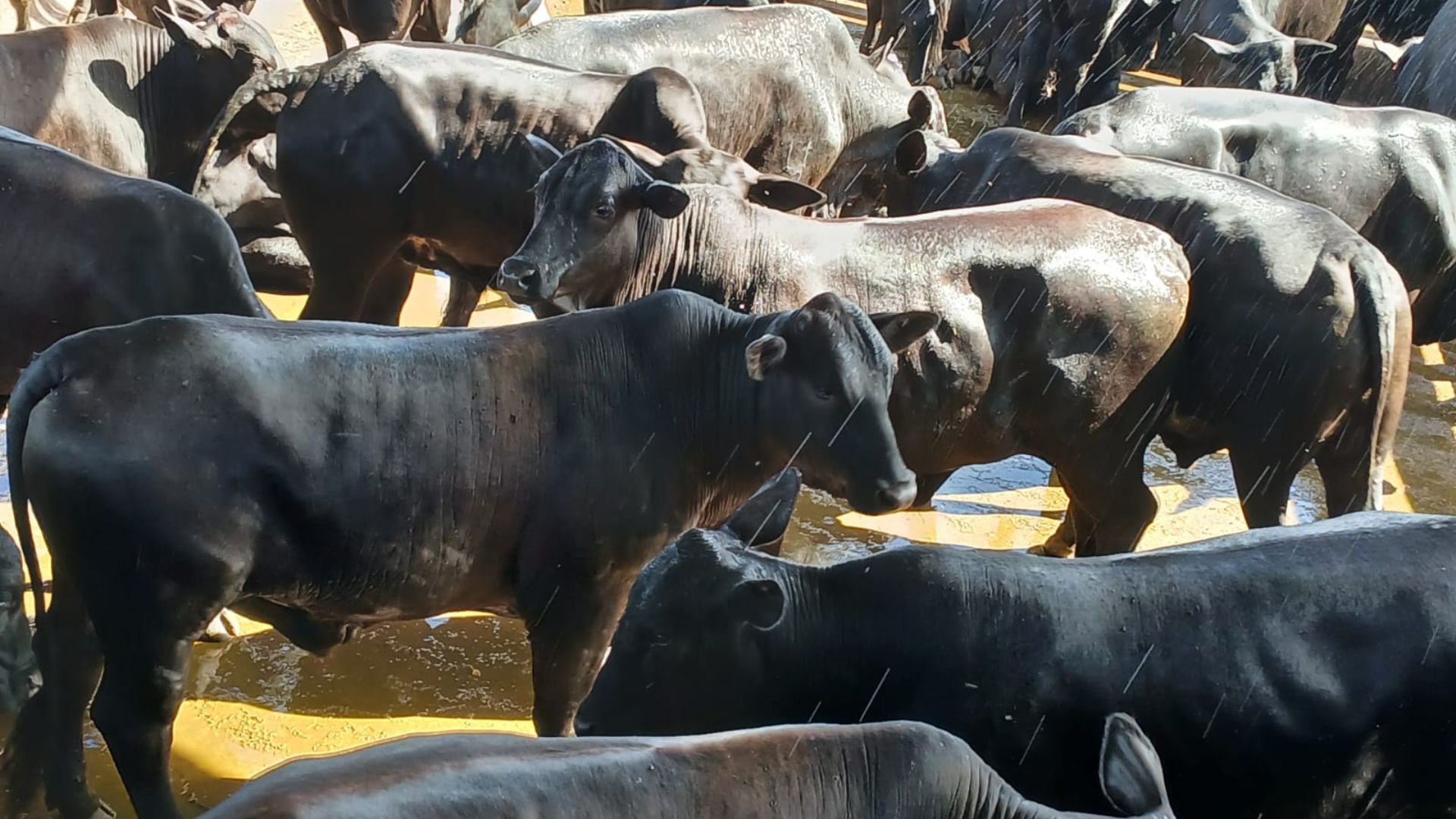 Angus castrado e novilhada Nelore: animais terminados a pasto dão show em acabamento