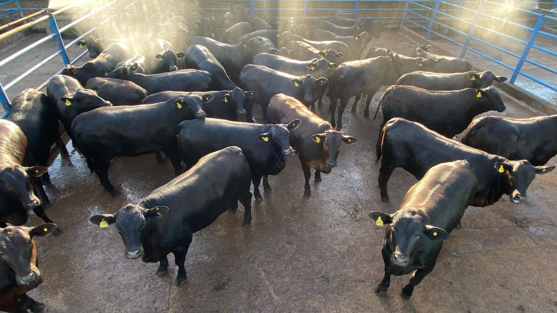 Novilhada Angus dá espetáculo de acabamento de gordura com mais de 17@ em Goiás