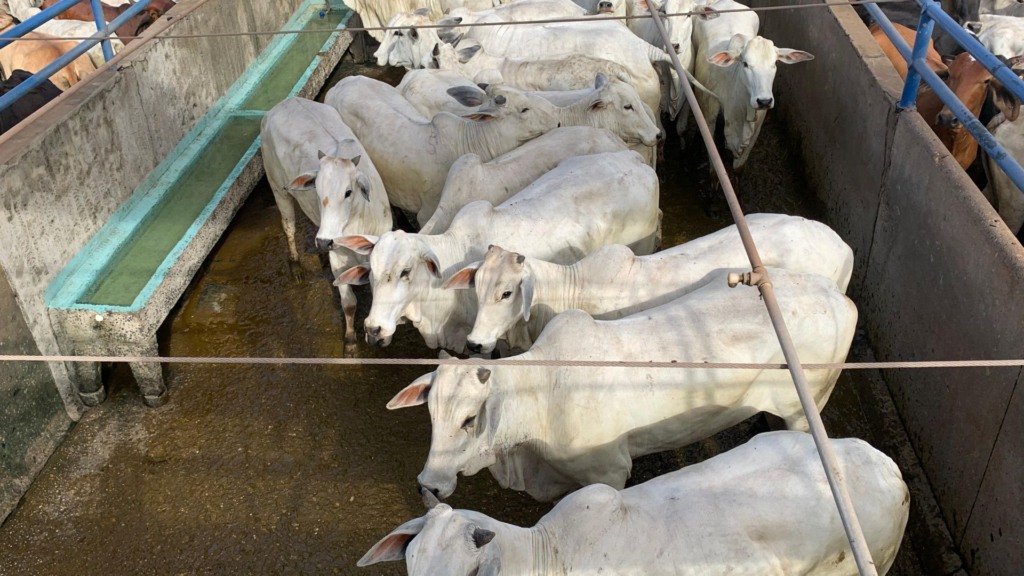 Rondônia: jovem pecuarista mostra super potencial com novilhada “Protocolo China”