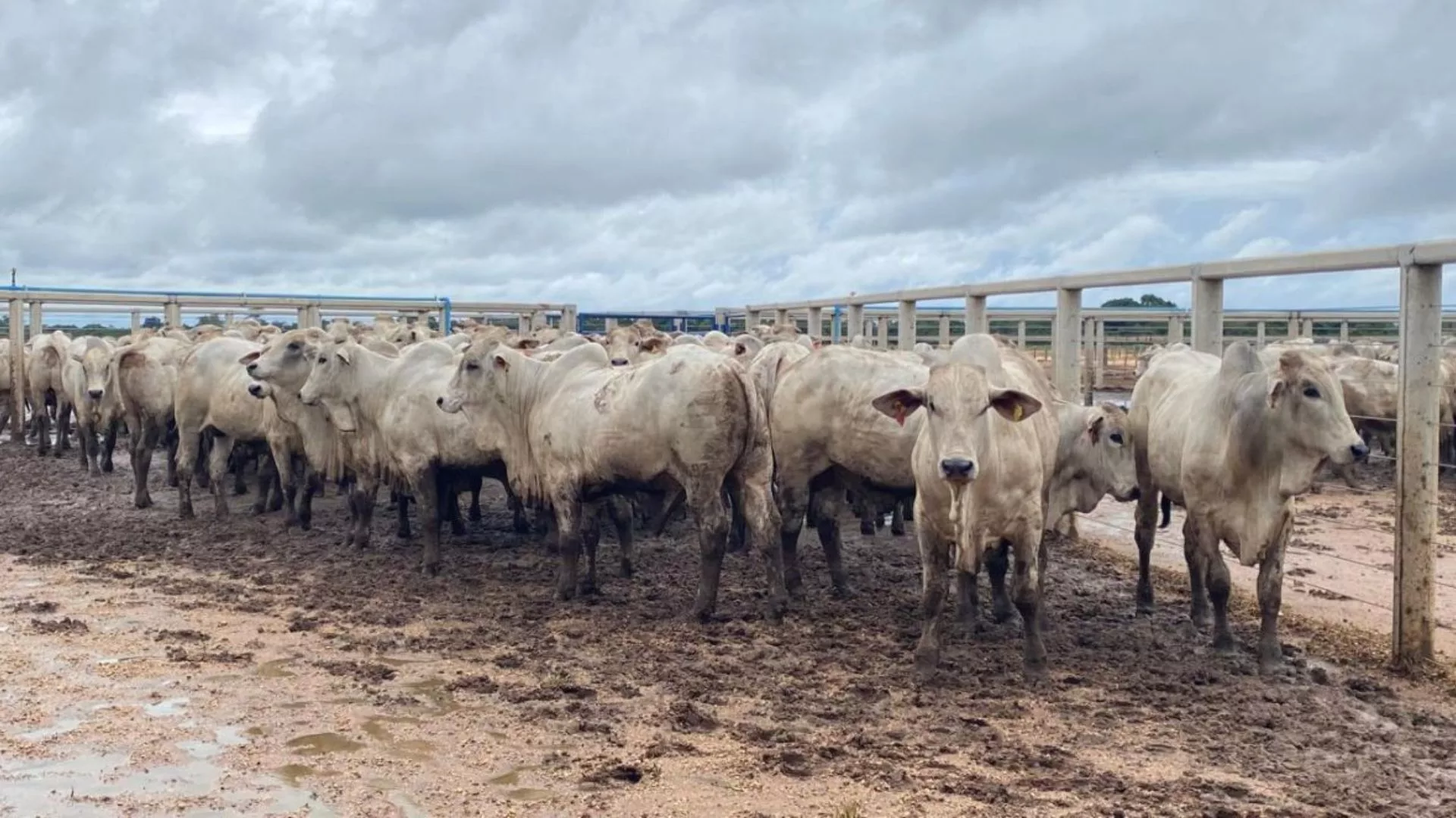 PMGZ Carne comprova ganho de peso superior em animais Nelore PO