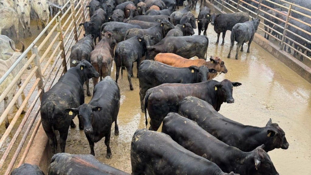 “É show de acabamento!” Rondônia é terra de novilhada cruzada que ultrapassa 18 arrobas