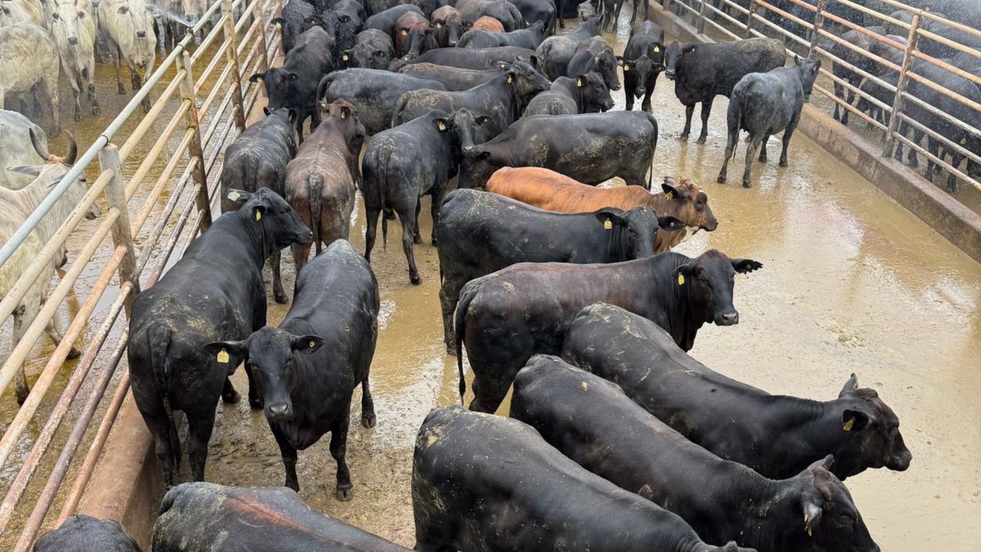 “É show de acabamento!” Rondônia é terra de novilhada cruzada que ultrapassa 18 arrobas